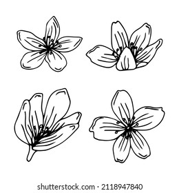 Sakura flowers blossom set, hand drawn line ink style. Cure doodle cherry plant vector illustration, black isolated on white background. Realistic floral bloom for spring japanese or chinese holiday.