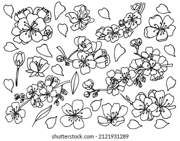 Sakura Flowers Blossom Set Hand Drawn Stock Vector (Royalty Free ...