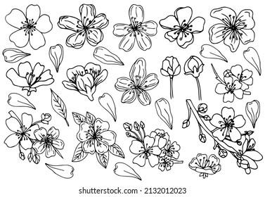 5,826 Sakura outline vector Images, Stock Photos & Vectors | Shutterstock