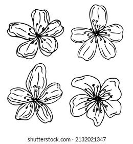 Sakura flowers blossom set, hand drawn line ink style. Cure doodle cherry plant vector illustration, black isolated on white background. Realistic floral bloom for spring japanese or chinese holiday.