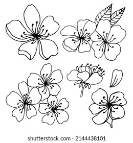 Sakura flowers blossom set, hand drawn line ink style. Cure doodle cherry plant vector illustration, black isolated on white background. Realistic floral bloom for spring japanese or chinese holiday