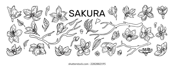 Sakura flowers. Blossoms sketch. Line petals. Outline hand drawn Japanese plant leaves and branches. Japan bloom icons. Oriental botanical logo. Vector tidy isolated floral elements set