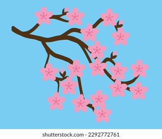 Sakura flowers. Branch of cherry blossoms. vector illustration isolated on light blue background.