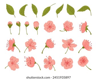 Sakura flowers and buds. Cherry spring blossom, blooming flowers and leaves, japanese blooming cherry elements flat vector illustration set. Beautiful blooming sakura