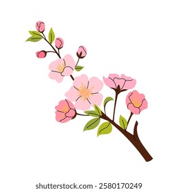 Sakura flowers. Cherry blossom branch. Vector botanical element. Blooming spring tree in flat style on white background. Hanami.