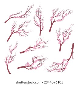 Sakura flowers elegant pink blossom tree branch different shape set vector flat illustration. Japanese cherry blooming spring seasonal plant botanical nature beauty floral decoration petal bud aroma