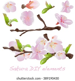 Sakura flowers elements. Cherry blossom isolated white background vector illustration