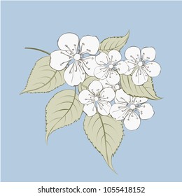 Sakura flowers elements. Collection of spring flowers on a white background. Vector illustration bundle.