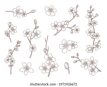 Sakura flowers hand drawn vector illustration set. Vintage sketch of cherry blossom, tree branches with flowers in elegant and romantic engraved style. Spring, Japanese culture and floral concept