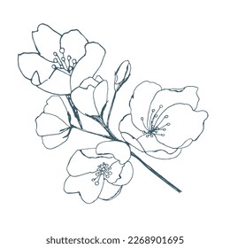 Sakura flowers, hand drawn, vector illustration. Spring cherry blossoms.