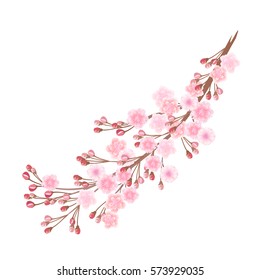 Sakura flowers. Hand drawn vector realistic  illustration of blooming sakura branch with buds on white background, watercolor imitation.