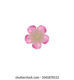 Sakura flowers icon set , cherry blossom vector illustration