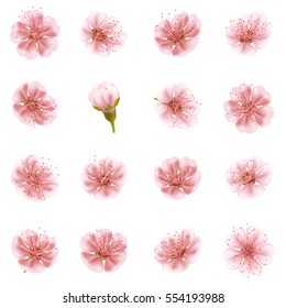 Sakura flowers icon set isolated. EPS 10 vector file included