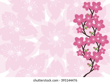 Sakura  flowers japan  background.