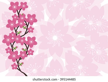 Sakura  flowers japan  background.