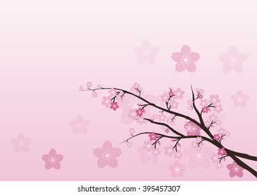 Sakura  flowers japan  background.