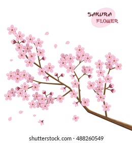 Sakura flowers. Japanese cherry tree.