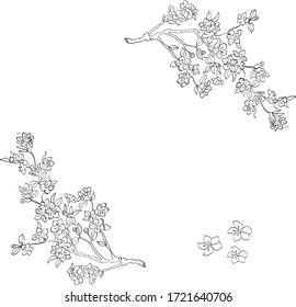 Sakura, flowers, nature vector isolated design elements on white background. Concept for cards, logo, print