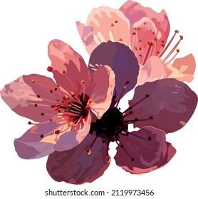 Sakura-Blumen auf transparentem Hintergrund, Vektordesign