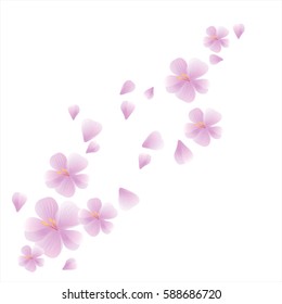 Sakura Flowers and petals flying  isolated on white background. Apple-tree flowers. Cherry blossom. Vector