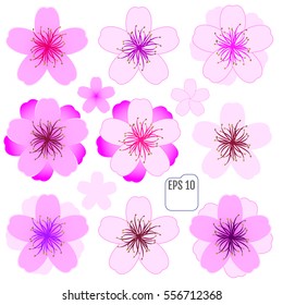 Sakura flowers set , cherry blossom