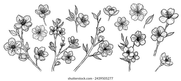 Sakura flowers set hand drawn, line art vector illustration