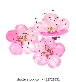 Sakura flowers. Spring background.