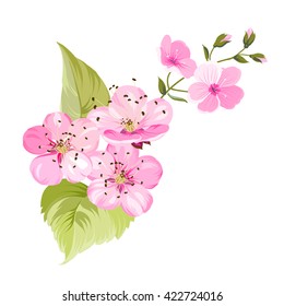Sakura flowers. Spring background.