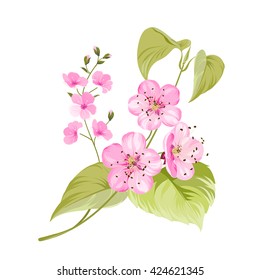 Sakura flowers. Spring background.