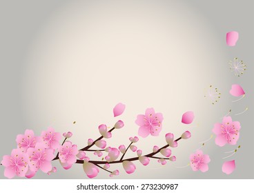 Sakura flowers Spring background  . cherry blossom vector illustration