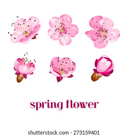 Sakura flowers. Spring background. Vector illustration.