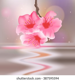 Sakura flowers touch the water surface