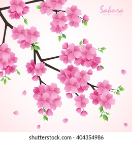 Sakura flowers vector illustration.