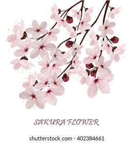 Sakura flowers vector illustration. 
invitation cards with a blossom sakura. invitation wedding.