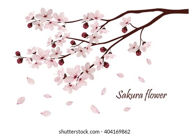 Sakura flowers vector illustration. 
invitation cards with a blossom sakura. 