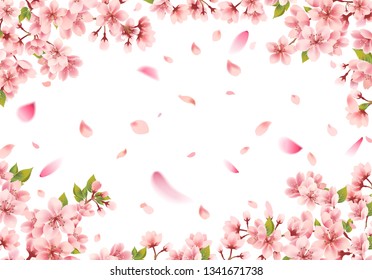 
Sakura frame on white background