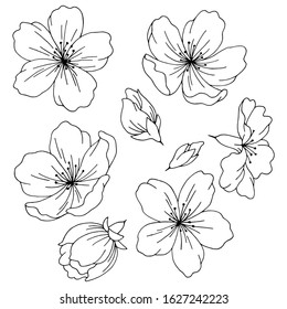 Sakura graphic flower black white isolated sketch set illustration vector