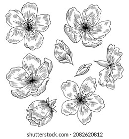 Sakura graphic flower black white isolated sketch set illustration vector 