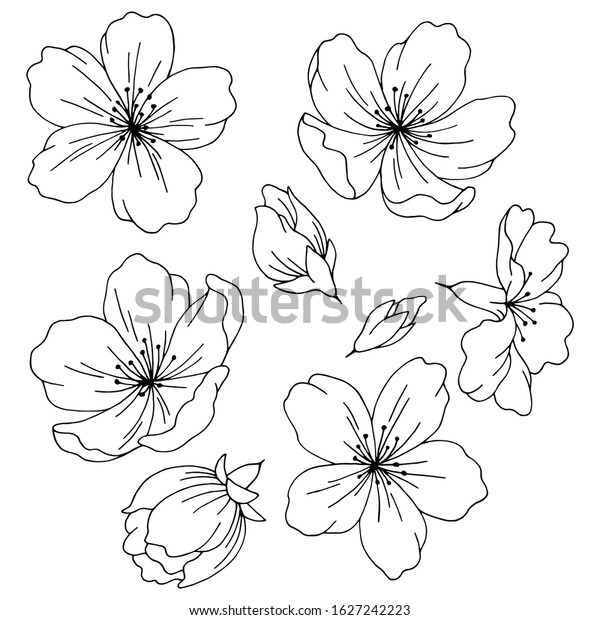 Sakura Graphic Flower Black White Isolated Stock Vector (Royalty Free ...