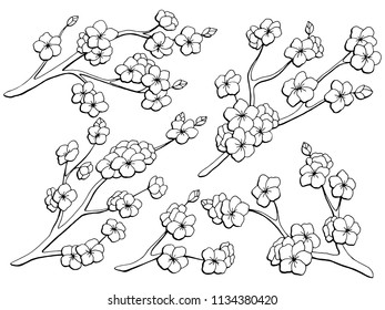 Sakura graphic flower branch black white isolated sketch set illustration vector