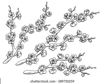 Sakura graphic flower branch black white isolated sketch set illustration vector