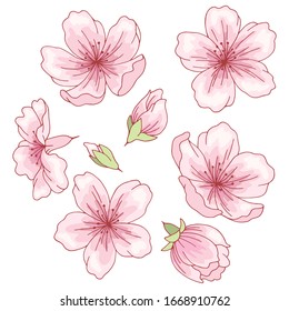 Sakura graphic flower color isolated sketch set vector