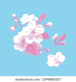 Sakura illustration, lines on light blue background.