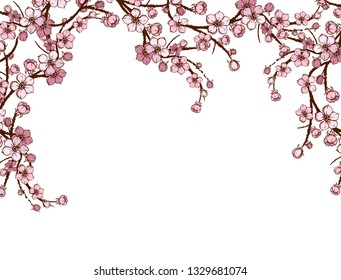 sakura japan cherry branch with blooming flowers vector illustration.  Cherry blossoms. White and pink spring flowers on white isolated vector background. Flowering branch