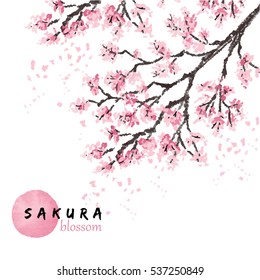 Sakura japan cherry branch with blooming flowers vector illustration. Hand drawn style.