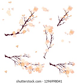 Sakura Japanese flower.cherry blossom or peach blossom vector.