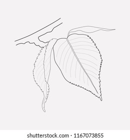 Sakura leaf icon line element. Vector illustration of sakura leaf icon line isolated on clean background for your web mobile app logo design.