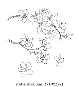 Sketch Twig Sakura Blossoms Vector Illustration Stock Vector (Royalty ...