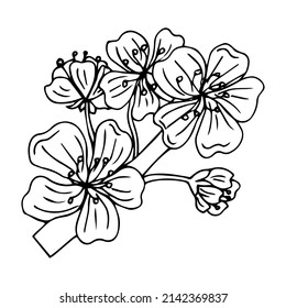 Sakura. line art cherry blossom branch. Vector botanical illustration. 