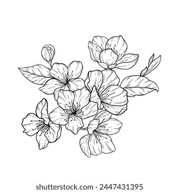 Sakura line art illustration floral line art cherry blossom outline